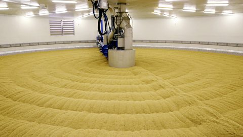 Large industrial vat of malting barley.