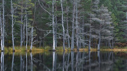 A conferous forest