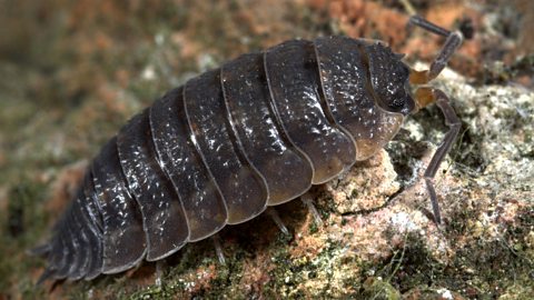 Close-up of a woodlouse.