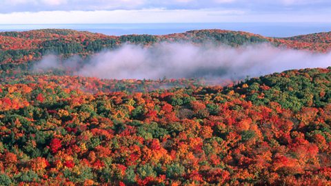 Deciduous forest