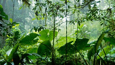 Tropical forest