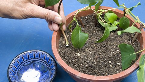 A plant cutting is dipped in rooting powder.