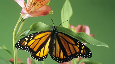 Butterfly sitting on a flower.