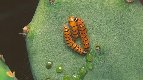 Cactoblastis cactorum caterpillars on a leaf.