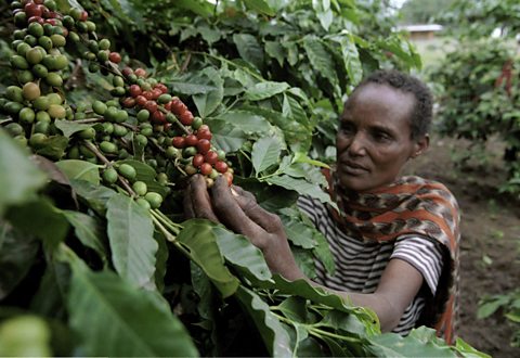 A woman gathering fruit from a shrub