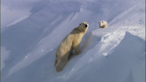 Polar bears in their habitat (no narration)