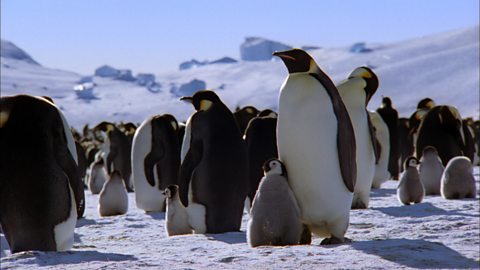 Emperor Penguins (no narration)