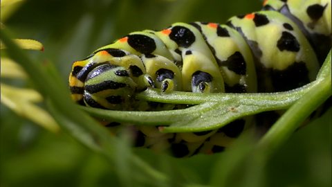 How caterpillars change into butterflies (no narration)