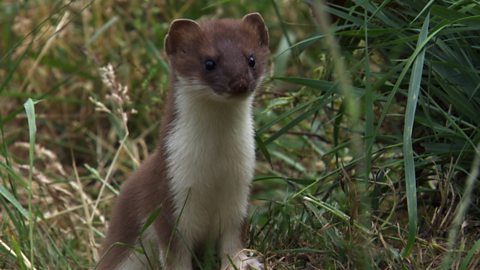 Stoats playing in the wild (no narration)