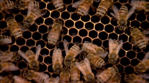 Hexagons in the natural world