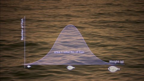 Normal distribution in fish populations