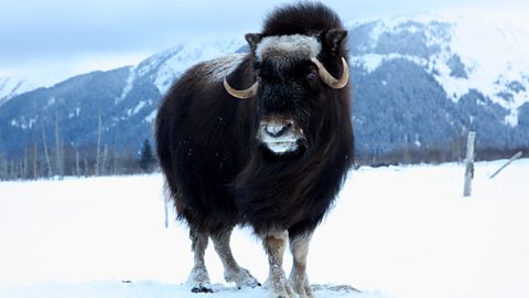 Damh musgach anns an Tundra Artaigeach