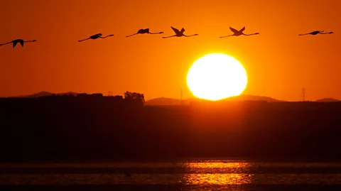 Getty Images Famingos fly over the Fuente de Piedra lake, near Malaga, during a tagging and control operation of chicks to monitor the evolution of the species. (Copyright: Getty Images)