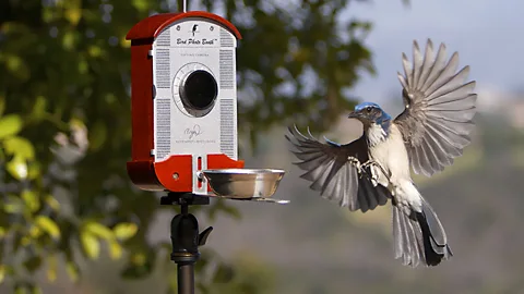 Bryson Lovett/Rex Features The Bird Photo Booth, made by Bryson Lovett, allows wildlife enthusiasts to watch, photograph and even talk to their feathered friends. (Copyright: Bryson Lovett/Rex Features)