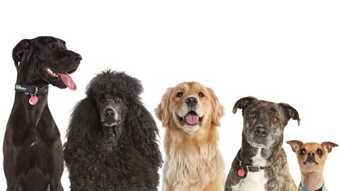 Five dogs of different sizes, colour and breeds. 