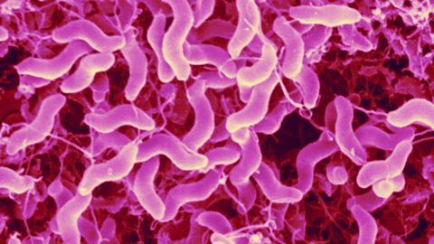 Campylobacter jejuni, a common cause of food poisoning