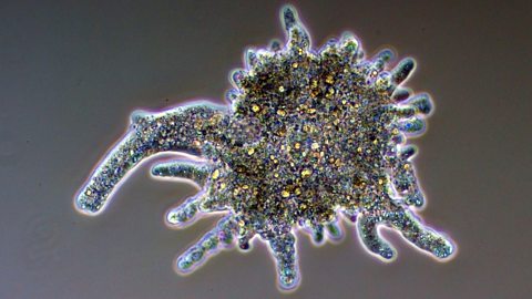 An amoeba