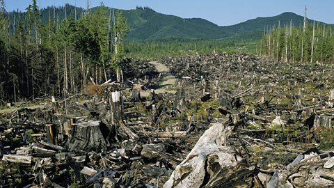 A clearing of chopped trees in a Rainforest.