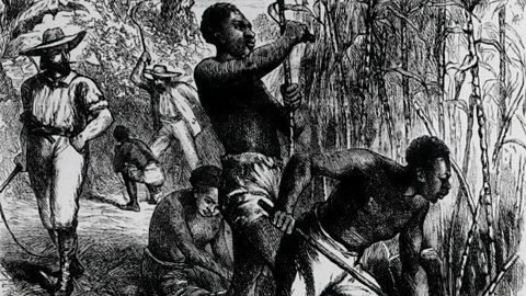 Enslaved people cutting and harvesting sugar cane on a plantation