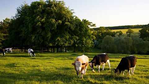 Cows grazing in a field