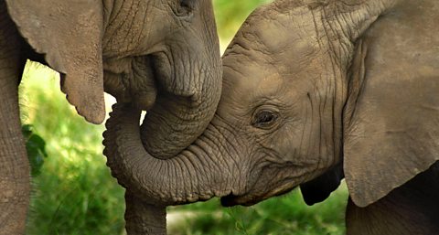 La vie secrète des éléphants