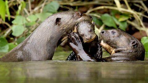 c Two Natural World 12 13 Giant Otters Of The Amazon Giant Otter Vs Caiman