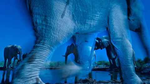 Greg DuToit (Copyright: Greg DuToit)