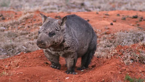 A northern hairy nosed wombat