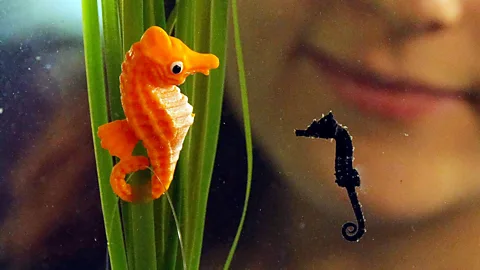 Sid, a new born seahorse, with a model mother to keep him company while he grows big enough to join his siblings at Sea life London Aquarium. (PA Wire)