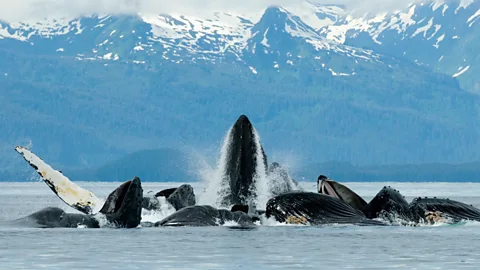 Bubble-net feeding, humpbacks, Alaska, cruises