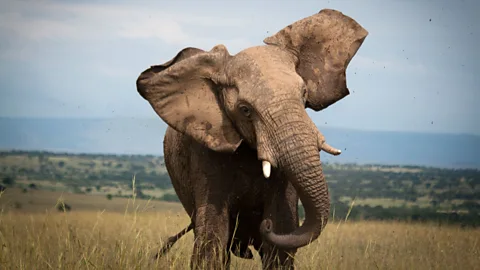 An elephant charges a safari vehicle in the Serengeti