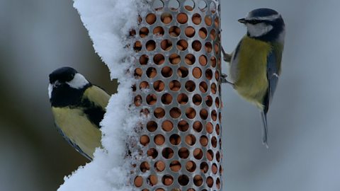 How winter weather affects the behaviour of British animals and plants