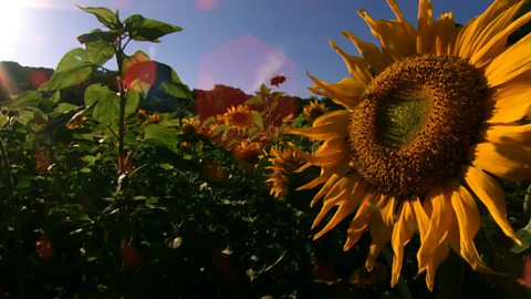 How summer weather affects the behaviour of British animals and plants