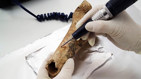 Sample being removed from bone for carbon dating using accelerator mass spectrometry.