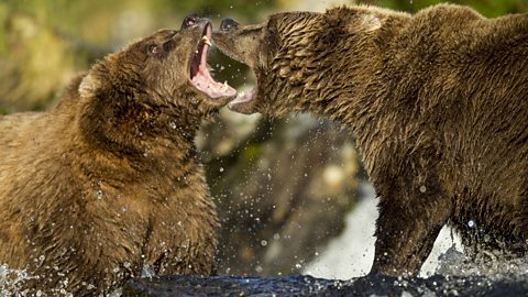 Brown Bears fighting in Katmai National Park, Alaska