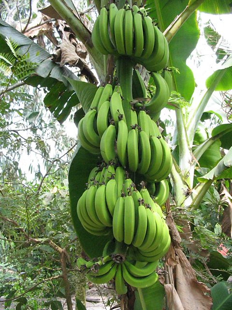 Unripe bananas