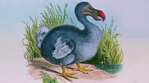 An artist's impression of a Dodo