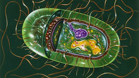 Illustration of the ultrastructure of a single bacterium of the genus Salmonella