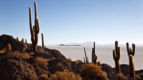 Cacti in desert