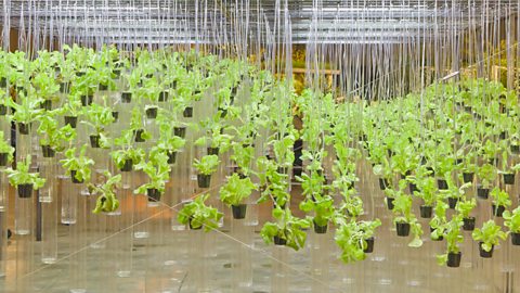 Tomatoes grown using hydroponic system where no soil is used