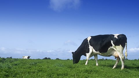 One cow in the foreground and another in the background in a field.  