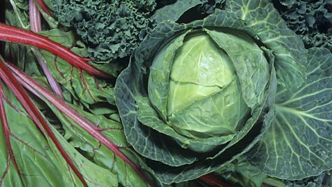 Green, leafy vegetables including cabbage