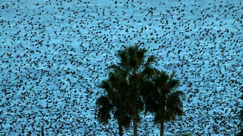 Starlings blacken the sky above the Mediterranean sea in Nice, France. (AP/Lionel Cironneau)