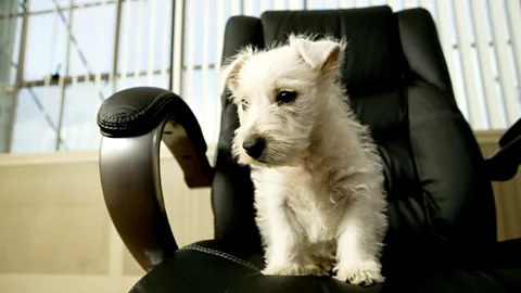 Workplace perks (Photos.com)