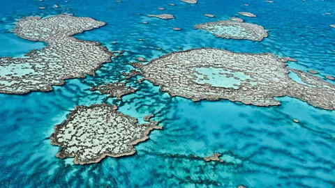 Growing acidification – thanks to the amount of carbon in the atmosphere – could drastically affect the corals which form reefs like the Great Barrier Reef. (Getty Images/AFP)