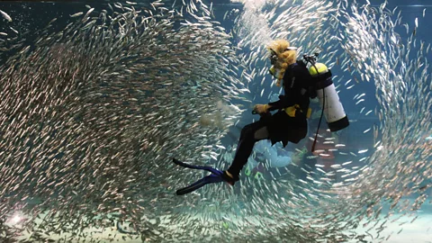 A diver performs with sardines as part of summer vacation events at Coex Aquarium in Seoul, South Korea. (AP Photo)
