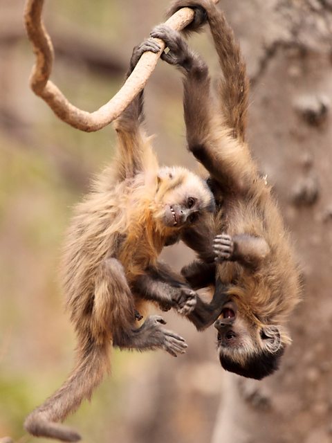 Tufted Capuchin Monkey Aka Macacoprego Into The Wild In Brazil