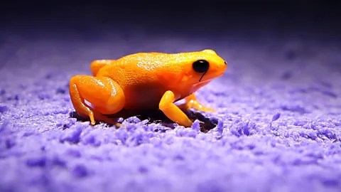 A golden mantella frog at Chester Zoo, Chester, is implanted with a fluorescent silicone gel on its leg, which allows keepers to identify individuals in their group (PA Wire)