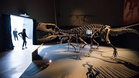 A visitor looks at a display during a media preview of the "Dinosaurs: Dawn to Extinction" exhibition in Singapore. It features more than 400 fossils and models. (Getty Images)