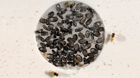 A circle of card that has wasps hatched on it